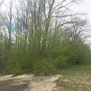 Alnus glutinosa at Yarralumla, ACT - 5 Oct 2018 11:00 AM