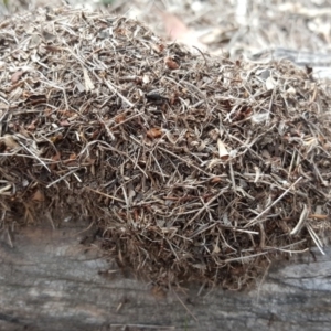 Papyrius nitidus at O'Malley, ACT - 9 Oct 2018