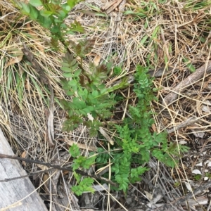 Fraxinus sp. at Yarralumla, ACT - 5 Oct 2018 11:30 AM