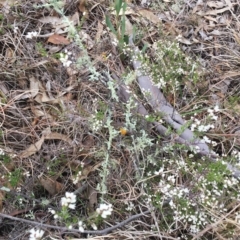 Usnea sp. (genus) (Bearded lichen) at Yarralumla, ACT - 5 Oct 2018 by ruthkerruish