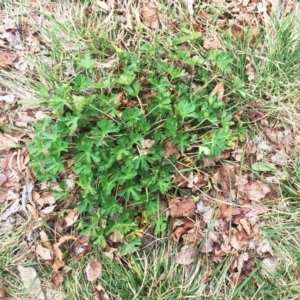 Geranium sp. at Yarralumla, ACT - 5 Oct 2018