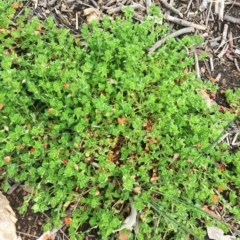 Lysimachia arvensis (Scarlet Pimpernel) at Yarralumla, ACT - 5 Oct 2018 by ruthkerruish