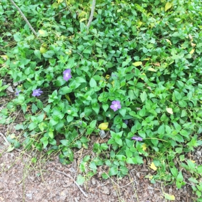 Vinca major (Blue Periwinkle) at Lake Burley Griffin West - 5 Oct 2018 by ruthkerruish