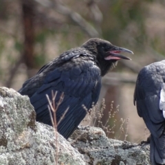 Corvus coronoides at Garran, ACT - 9 Oct 2018