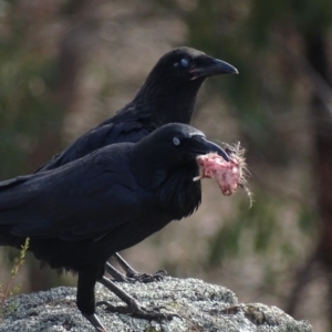 Corvus coronoides at Garran, ACT - 9 Oct 2018