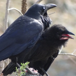 Corvus coronoides at Garran, ACT - 9 Oct 2018