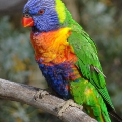 Trichoglossus moluccanus (Rainbow Lorikeet) at Red Hill Nature Reserve - 8 Oct 2018 by roymcd