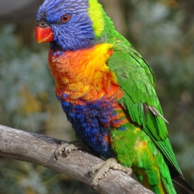 Trichoglossus moluccanus (Rainbow Lorikeet) at Garran, ACT - 9 Oct 2018 by roymcd