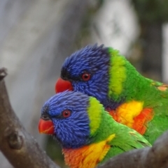 Trichoglossus moluccanus at Garran, ACT - 9 Oct 2018