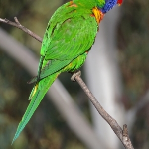 Trichoglossus moluccanus at Garran, ACT - 9 Oct 2018 09:27 AM