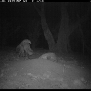 Vulpes vulpes at Michelago, NSW - 1 Oct 2018 02:05 AM