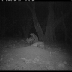 Vulpes vulpes at Michelago, NSW - 1 Oct 2018 02:05 AM