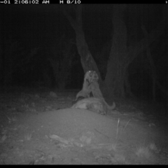 Vulpes vulpes at Michelago, NSW - 1 Oct 2018 02:05 AM