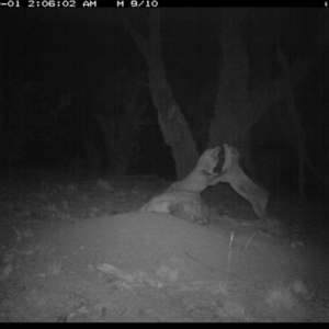 Vulpes vulpes at Michelago, NSW - 1 Oct 2018 02:05 AM