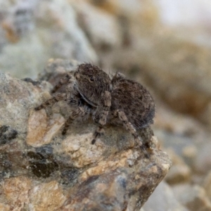 Maratus vespertilio at Coree, ACT - suppressed