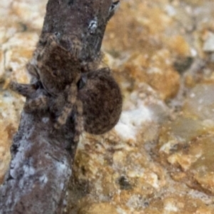 Maratus vespertilio at Coree, ACT - suppressed