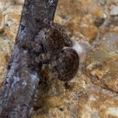 Maratus vespertilio at Coree, ACT - suppressed