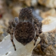 Maratus vespertilio at Coree, ACT - suppressed