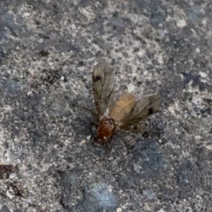 Mycetophilidae (family) at Tidbinbilla Nature Reserve - 9 Oct 2018 08:45 AM