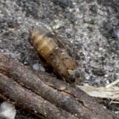 Mycetophilidae (family) at Tidbinbilla Nature Reserve - 9 Oct 2018 08:45 AM