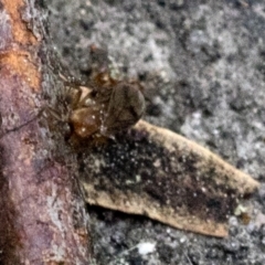 Mycetophilidae (family) at Tidbinbilla Nature Reserve - 9 Oct 2018 08:45 AM