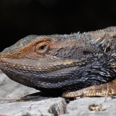 Pogona barbata (Eastern Bearded Dragon) at Hackett, ACT - 6 Oct 2018 by TimL