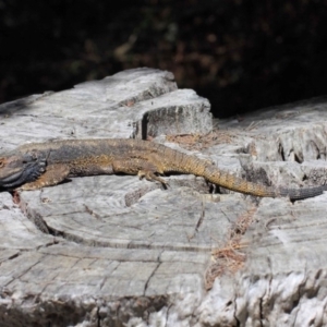 Pogona barbata at Hackett, ACT - suppressed