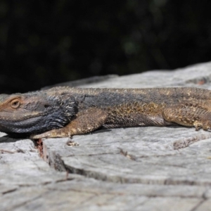 Pogona barbata at Hackett, ACT - suppressed