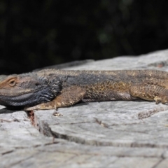 Pogona barbata at Hackett, ACT - 6 Oct 2018