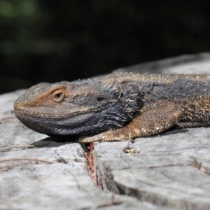 Pogona barbata at Hackett, ACT - suppressed