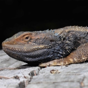 Pogona barbata at Hackett, ACT - suppressed