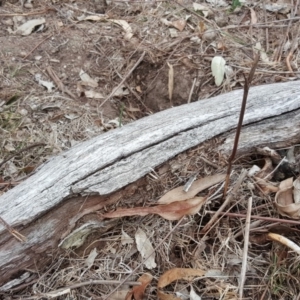 Papyrius nitidus at O'Malley, ACT - 9 Oct 2018