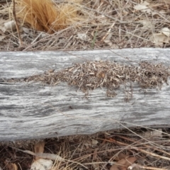 Papyrius nitidus (Shining Coconut Ant) at O'Malley, ACT - 9 Oct 2018 by Mike