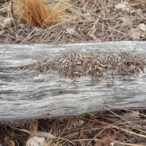 Papyrius nitidus at O'Malley, ACT - suppressed