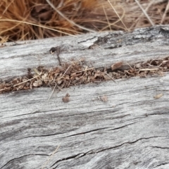 Papyrius nitidus at O'Malley, ACT - 9 Oct 2018