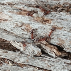 Papyrius nitidus at O'Malley, ACT - suppressed