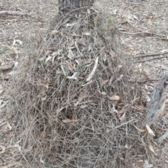 Clematis leptophylla (Small-leaf Clematis, Old Man's Beard) at O'Malley, ACT - 9 Oct 2018 by Mike