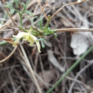 Clematis leptophylla at O'Malley, ACT - 9 Oct 2018