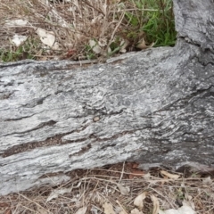 Papyrius nitidus at O'Malley, ACT - 9 Oct 2018