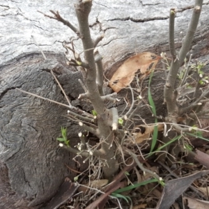 Celtis australis at O'Malley, ACT - 9 Oct 2018