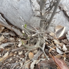 Celtis australis at O'Malley, ACT - 9 Oct 2018