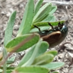 Chrysolina quadrigemina (Greater St Johns Wort beetle) at O'Malley, ACT - 9 Oct 2018 by Mike