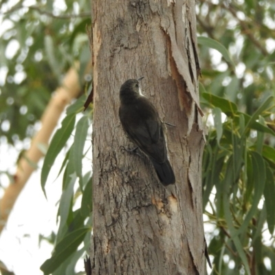 Cormobates leucophaea (White-throated Treecreeper) at Tharwa, ACT - 22 Apr 2018 by YumiCallaway