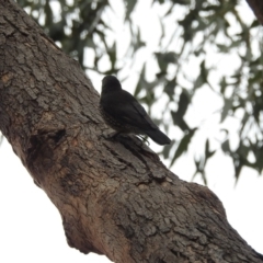 Cormobates leucophaea at Tharwa, ACT - 22 Apr 2018 09:47 AM