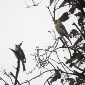 Ptilotula penicillata at Tennent, ACT - 22 Apr 2018