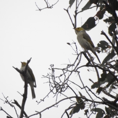 Ptilotula penicillata (White-plumed Honeyeater) at Namadgi National Park - 21 Apr 2018 by YumiCallaway