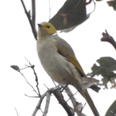 Ptilotula penicillata at Tennent, ACT - 22 Apr 2018 09:24 AM