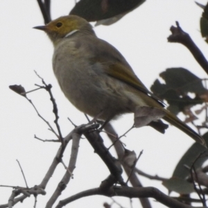 Ptilotula penicillata at Tennent, ACT - 22 Apr 2018