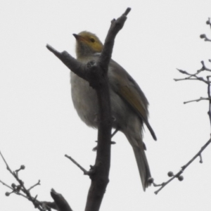 Ptilotula penicillata at Tennent, ACT - 22 Apr 2018 09:24 AM