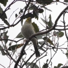 Ptilotula penicillata at Tennent, ACT - 22 Apr 2018 09:24 AM